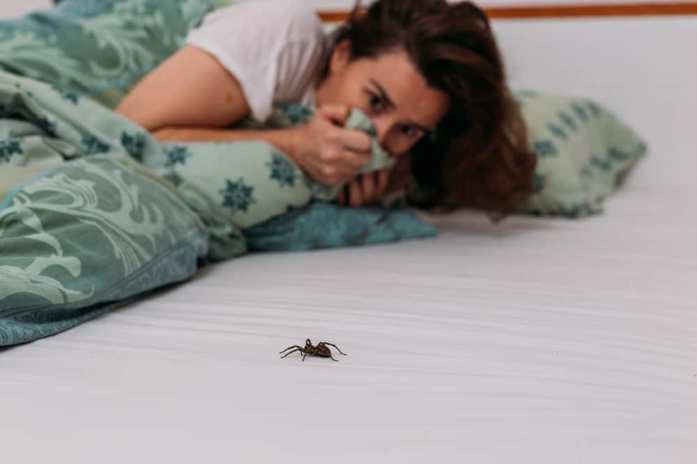 how to get rid of spiders