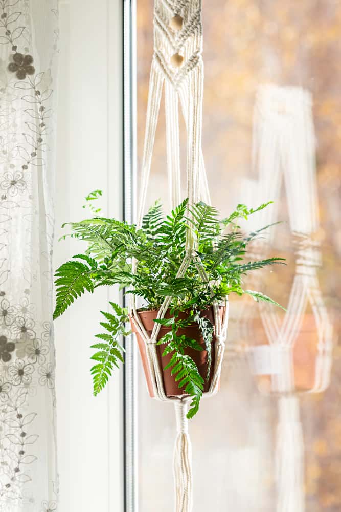 Macramé Planters
