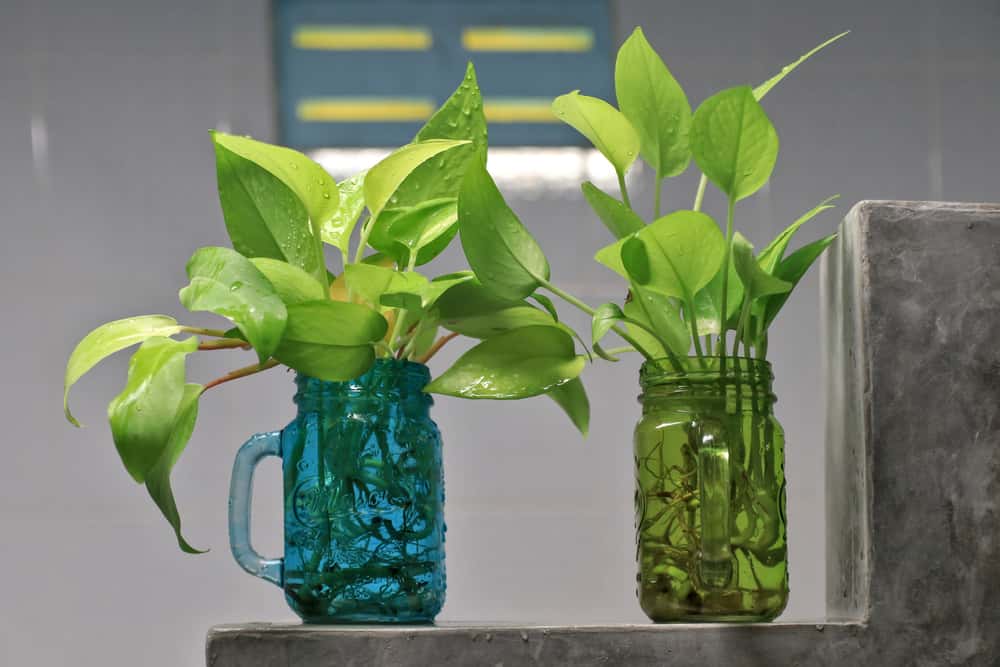 money plants 