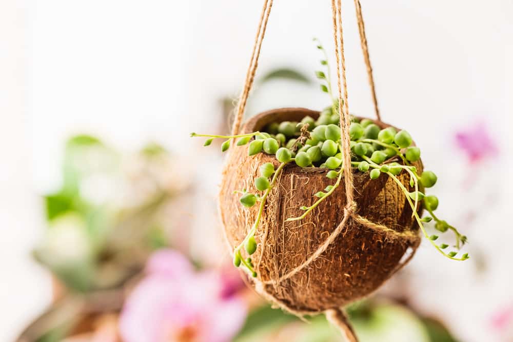 Put Those Coconut Shells to Work