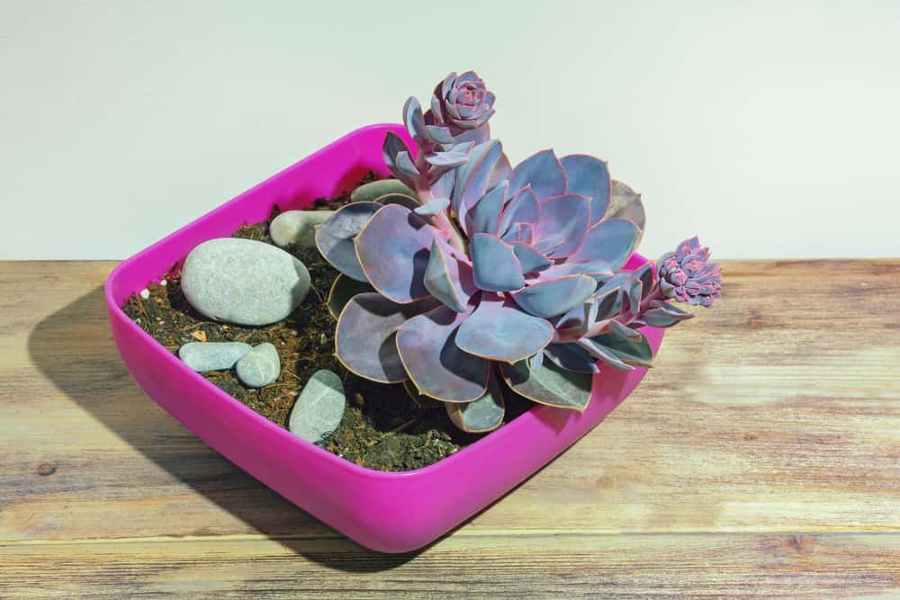Sempervivum