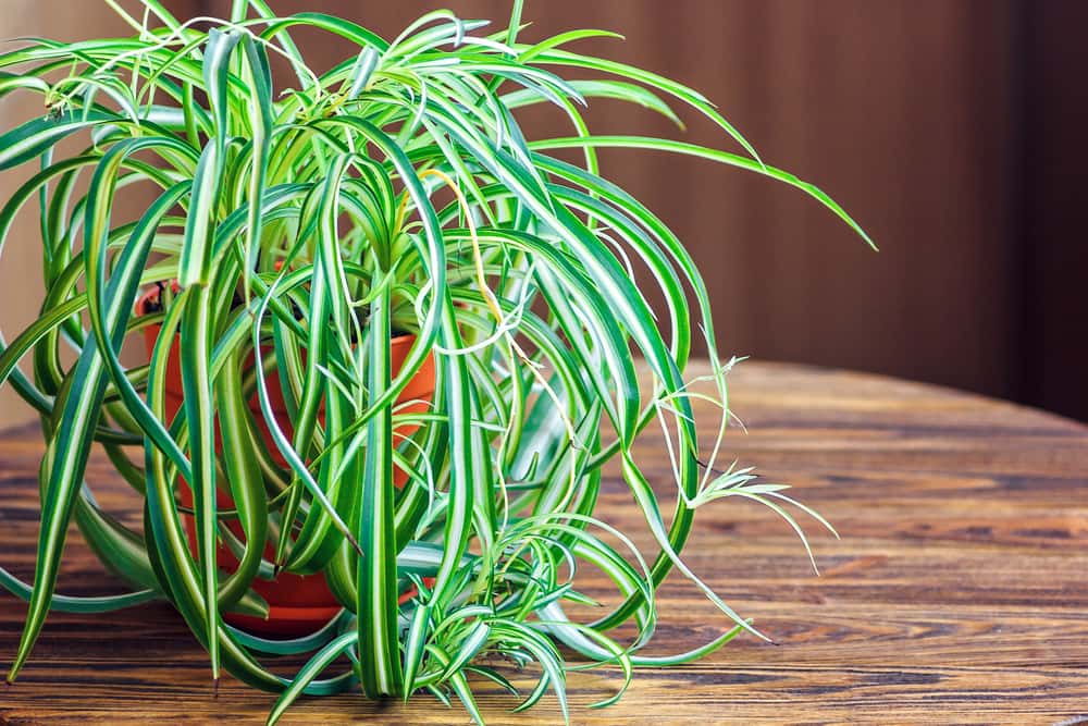 spider plants 