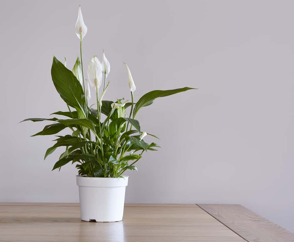 peace lilies