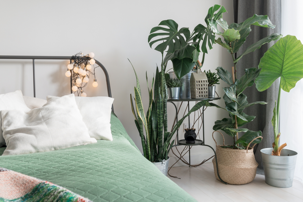Add indoor plants