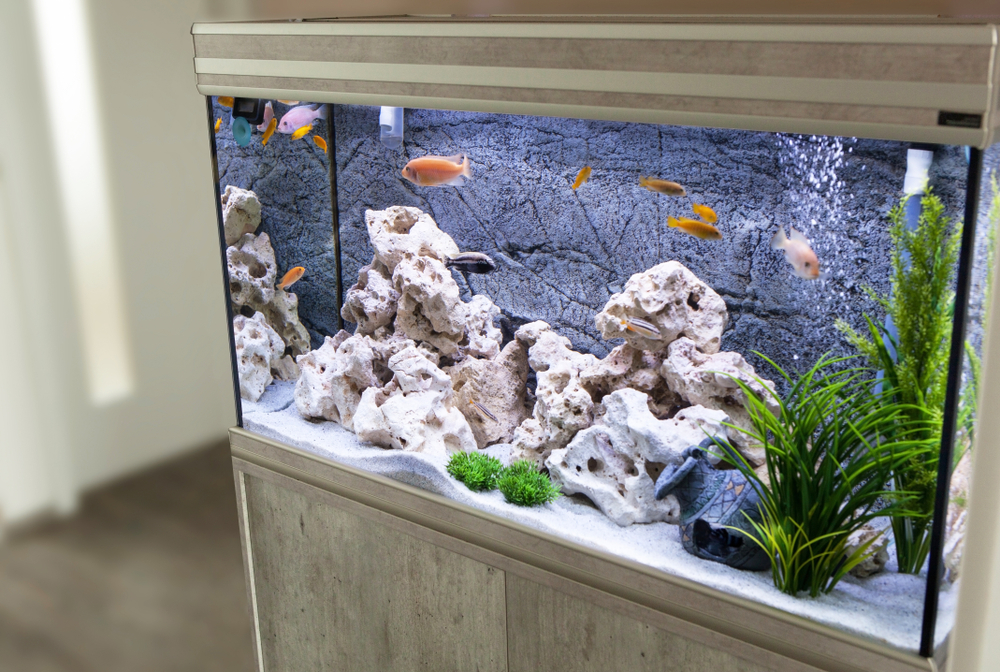 coral themed indoor ideas
