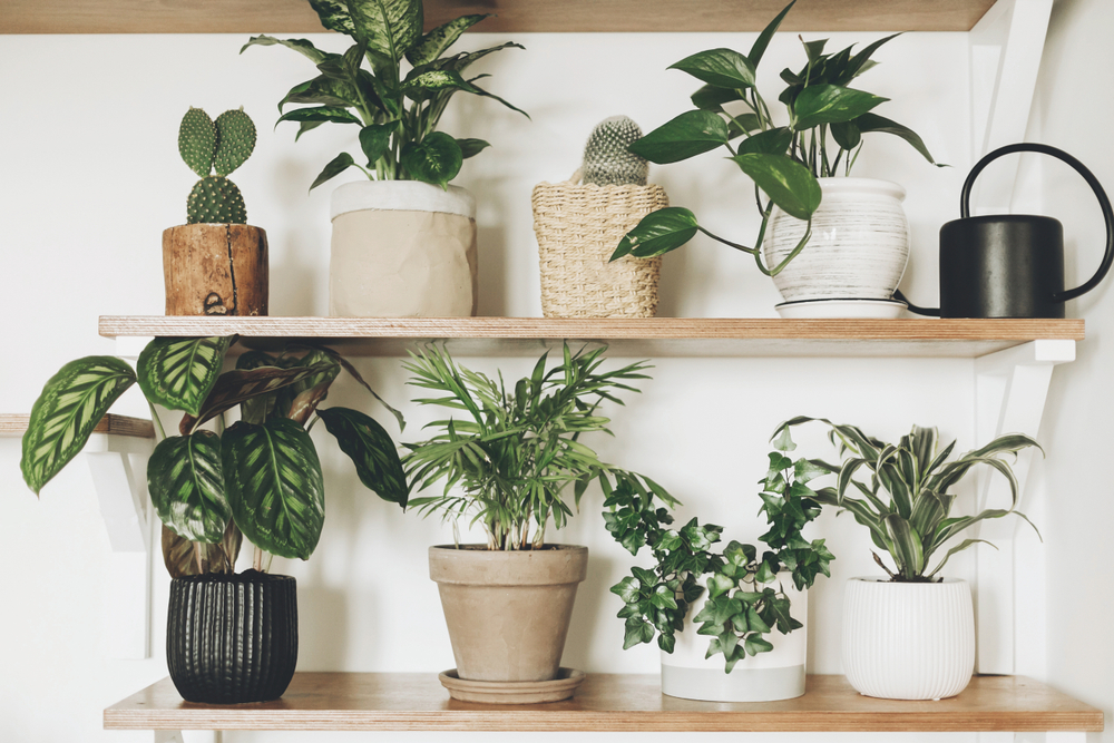 Don't overwater plants