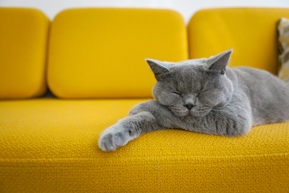 Microsuede fabrics