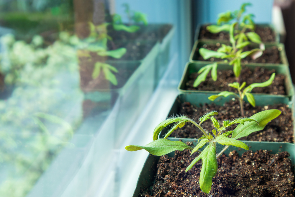 greenhouse frame
