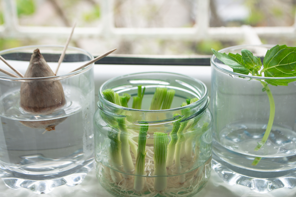 grow your food