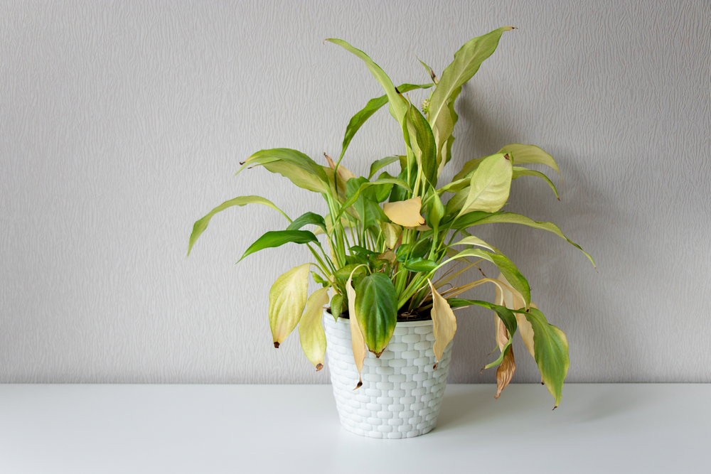 Pay attention to your plants