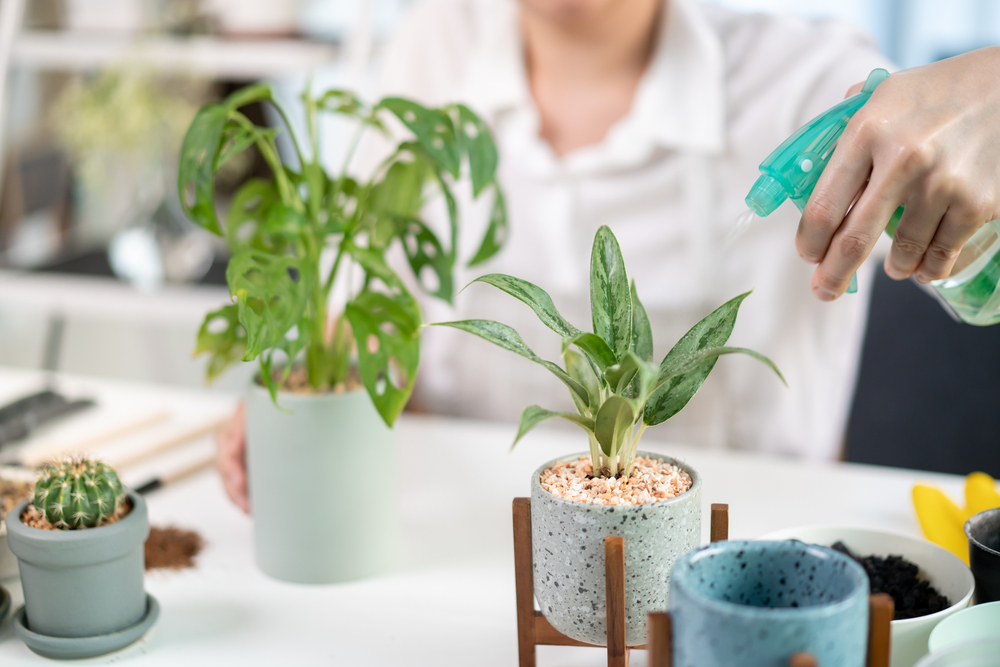 cultivate good watering process