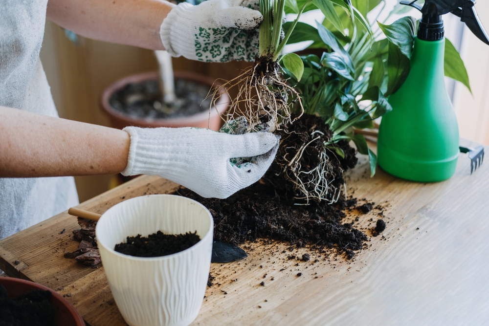 keep plant properly