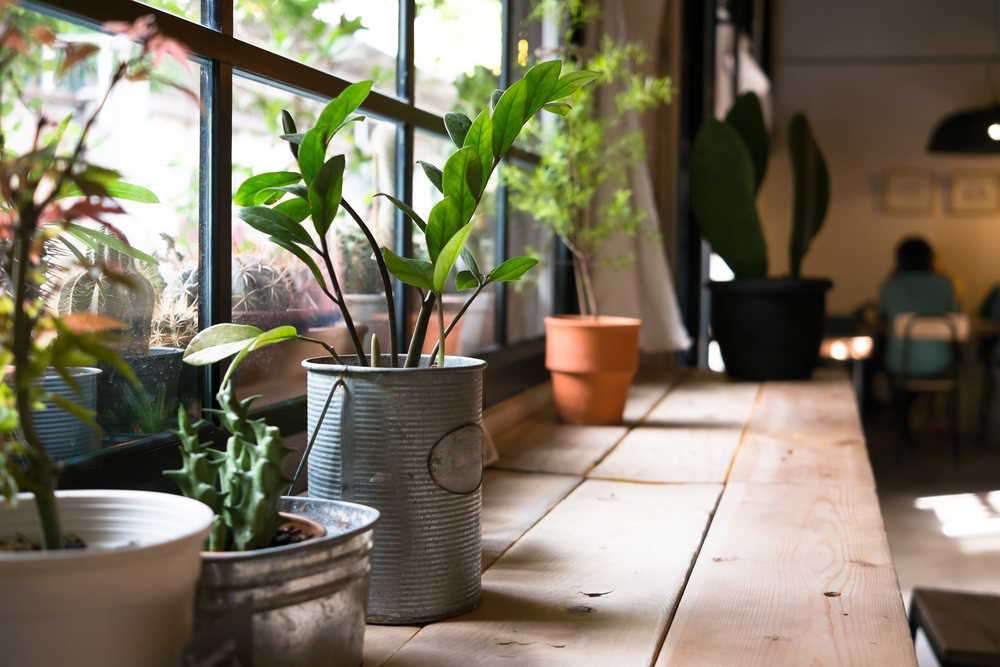 small greenhouses to grow plants
