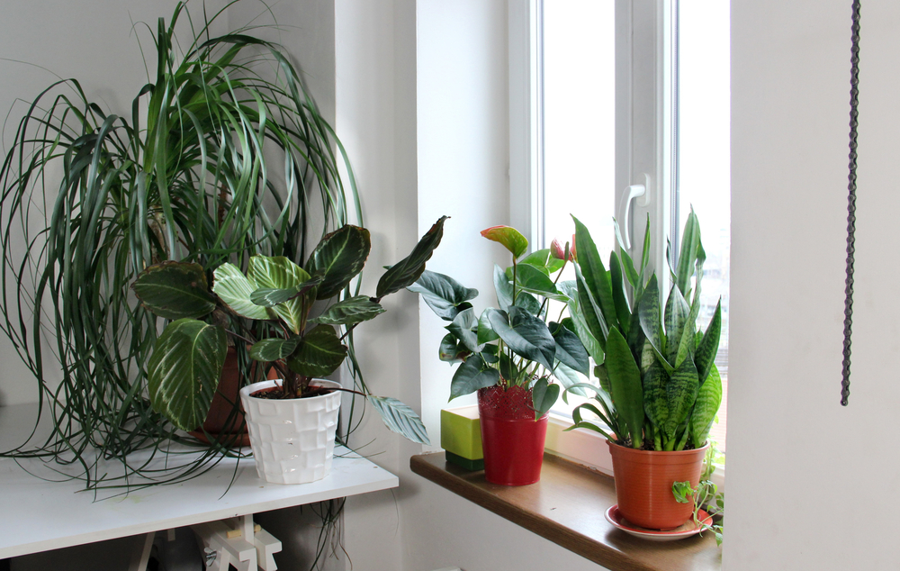 sunlight for the plants