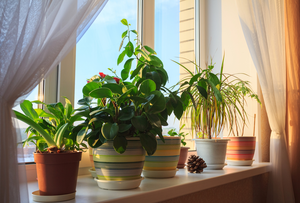 Recognise requirements of different plants