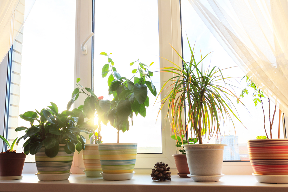 right location to water plants