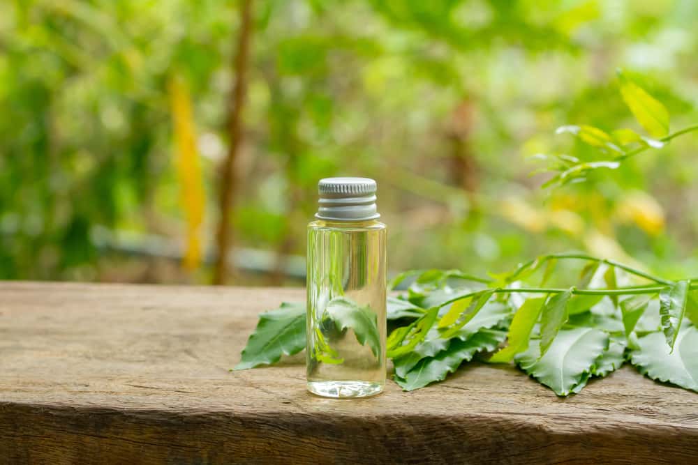 Pure neem oil bottle with fresh neem leaves – Natural insect repellent for kitchen pests