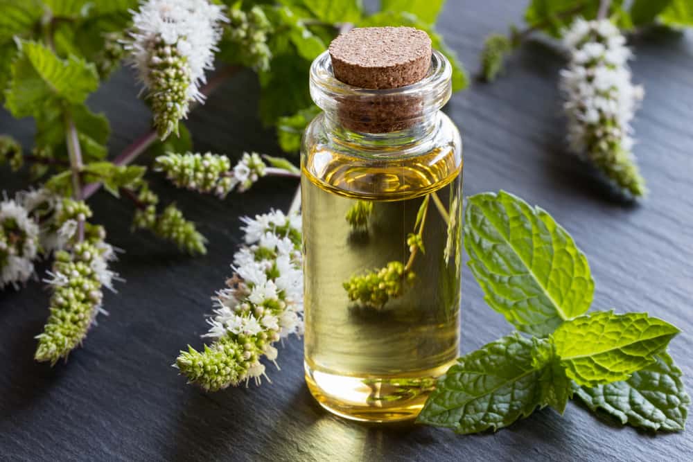 Peppermint oil bottle with fresh mint leaves – Effective natural remedy to keep insects away