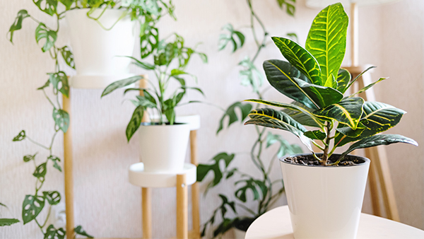 Green Croton Plants