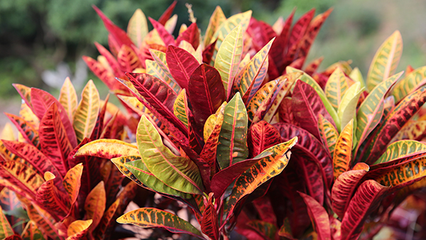 Red Croton Plants