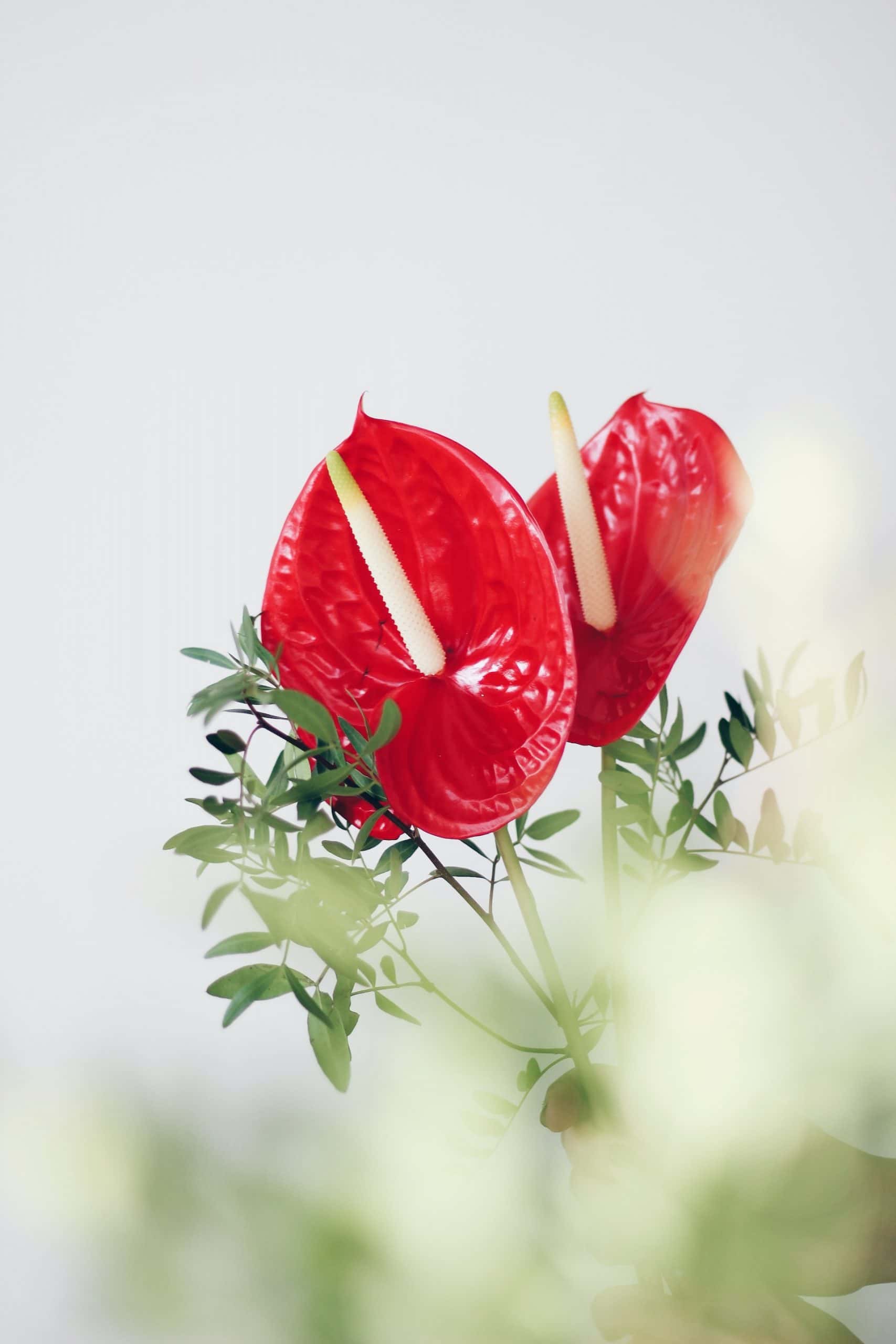 Anthurium