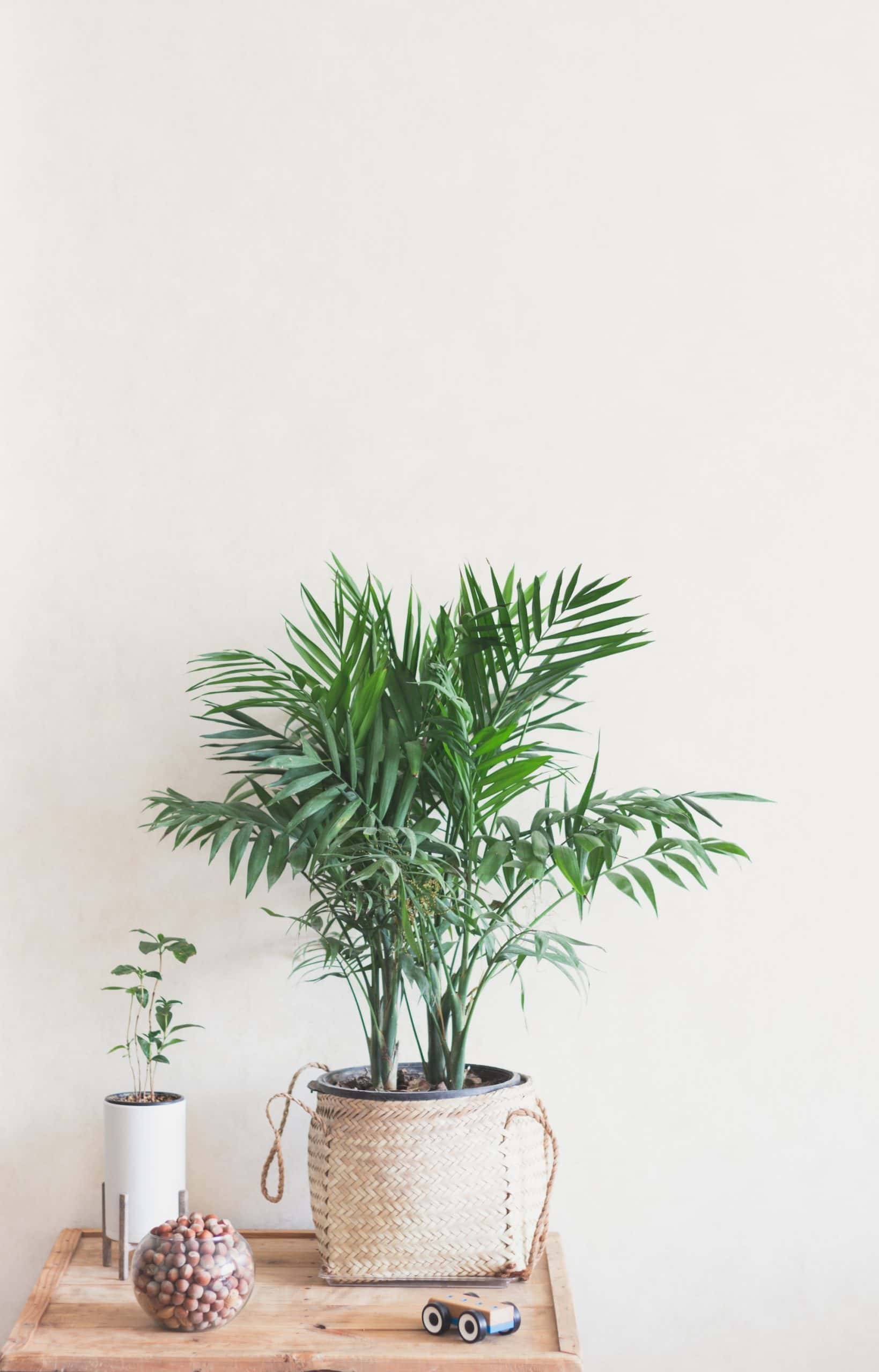 Areca Plam 