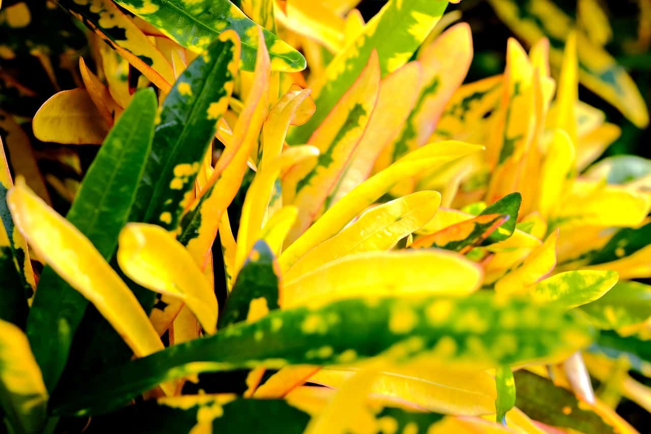 Banana Croton