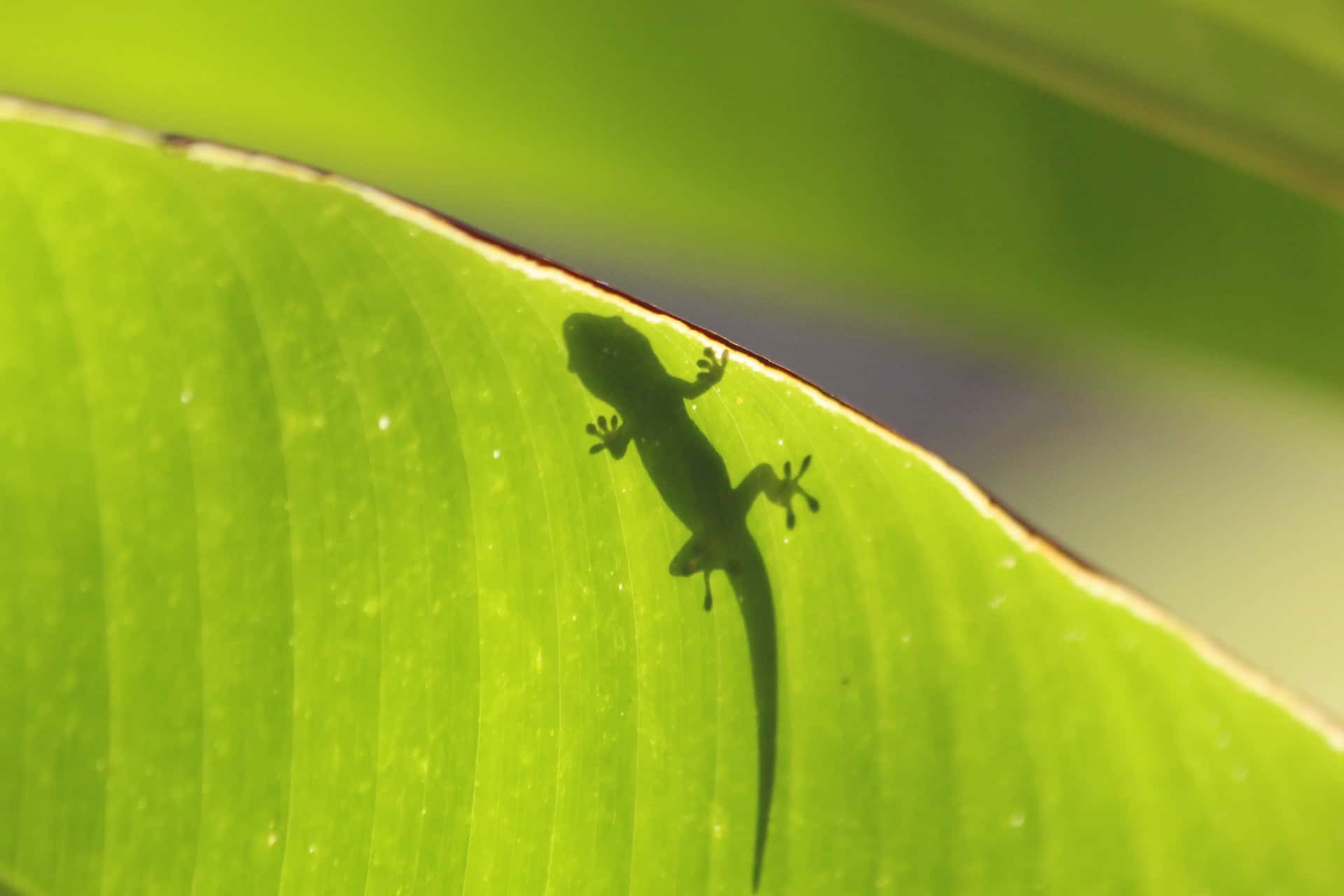 Shadow trick how to get rid of lizards naturally using plant-based home methods