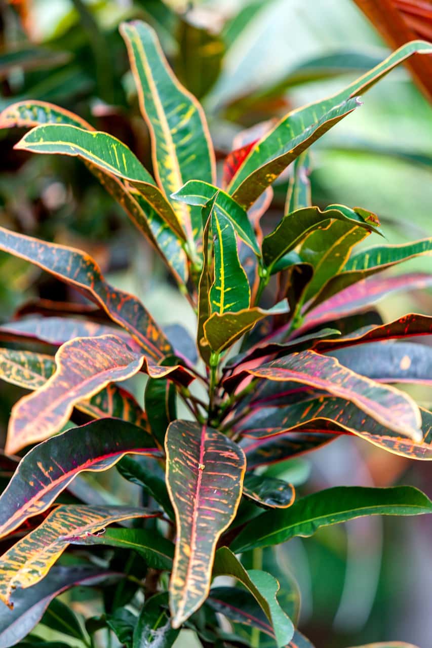 Bush on Fire Croton