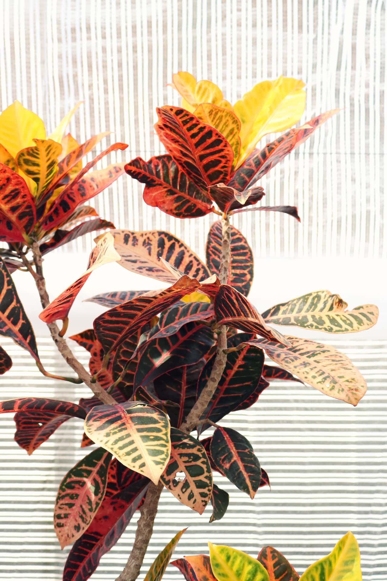 Croton Plants Types
