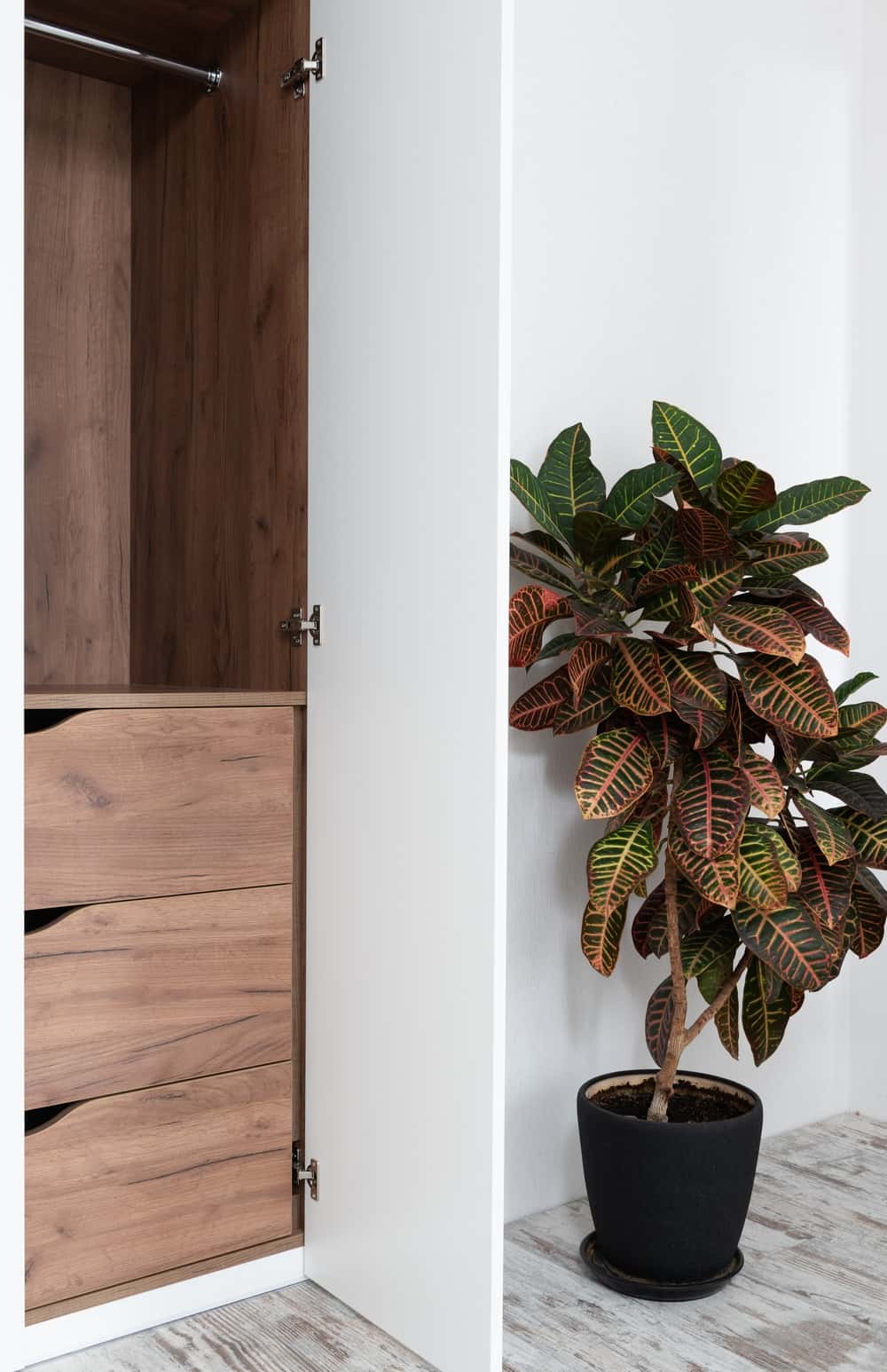 Croton Plants