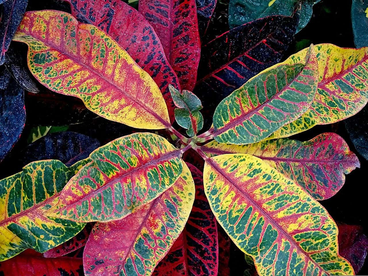 Croton Varieties