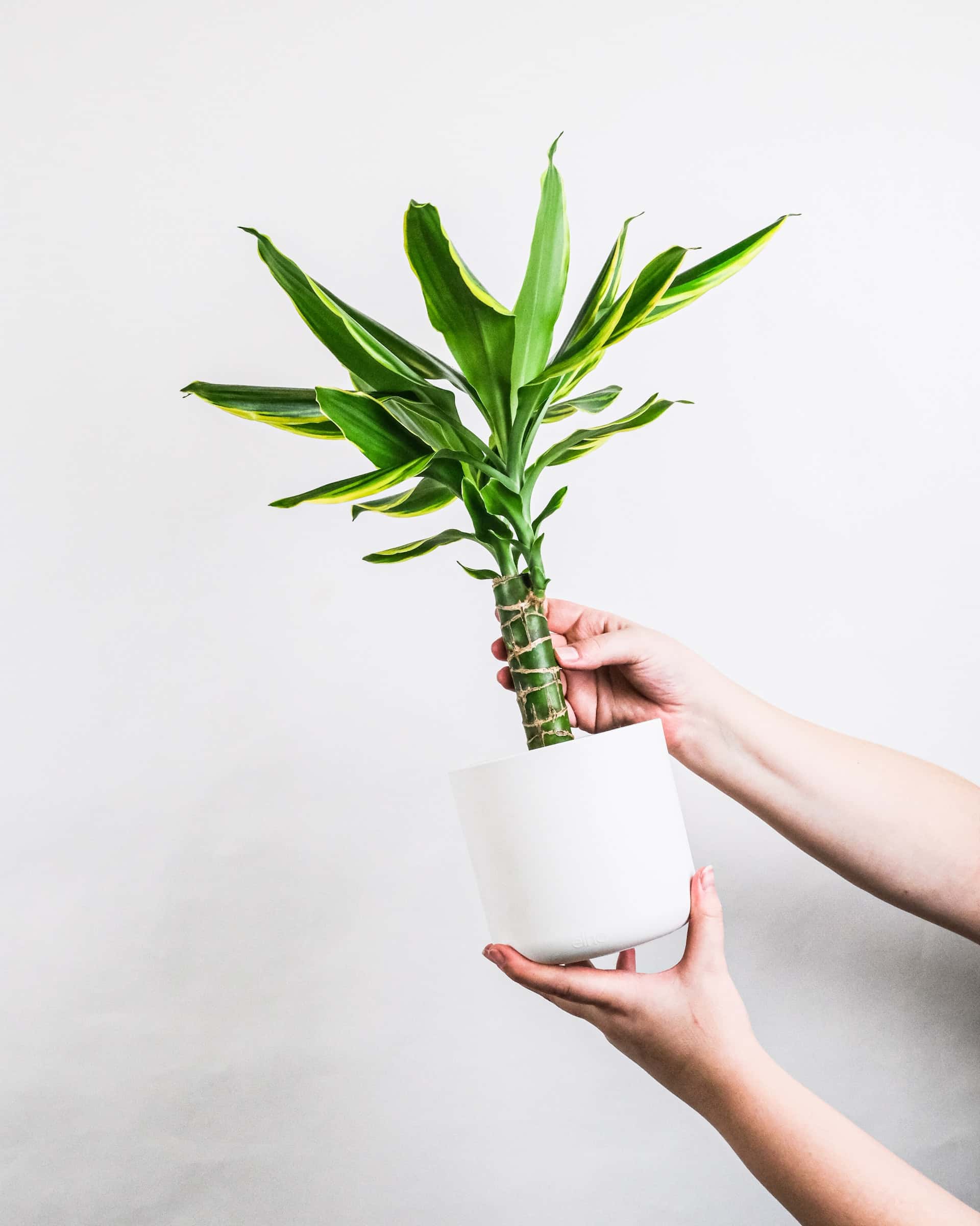 Dracaena Reflexa