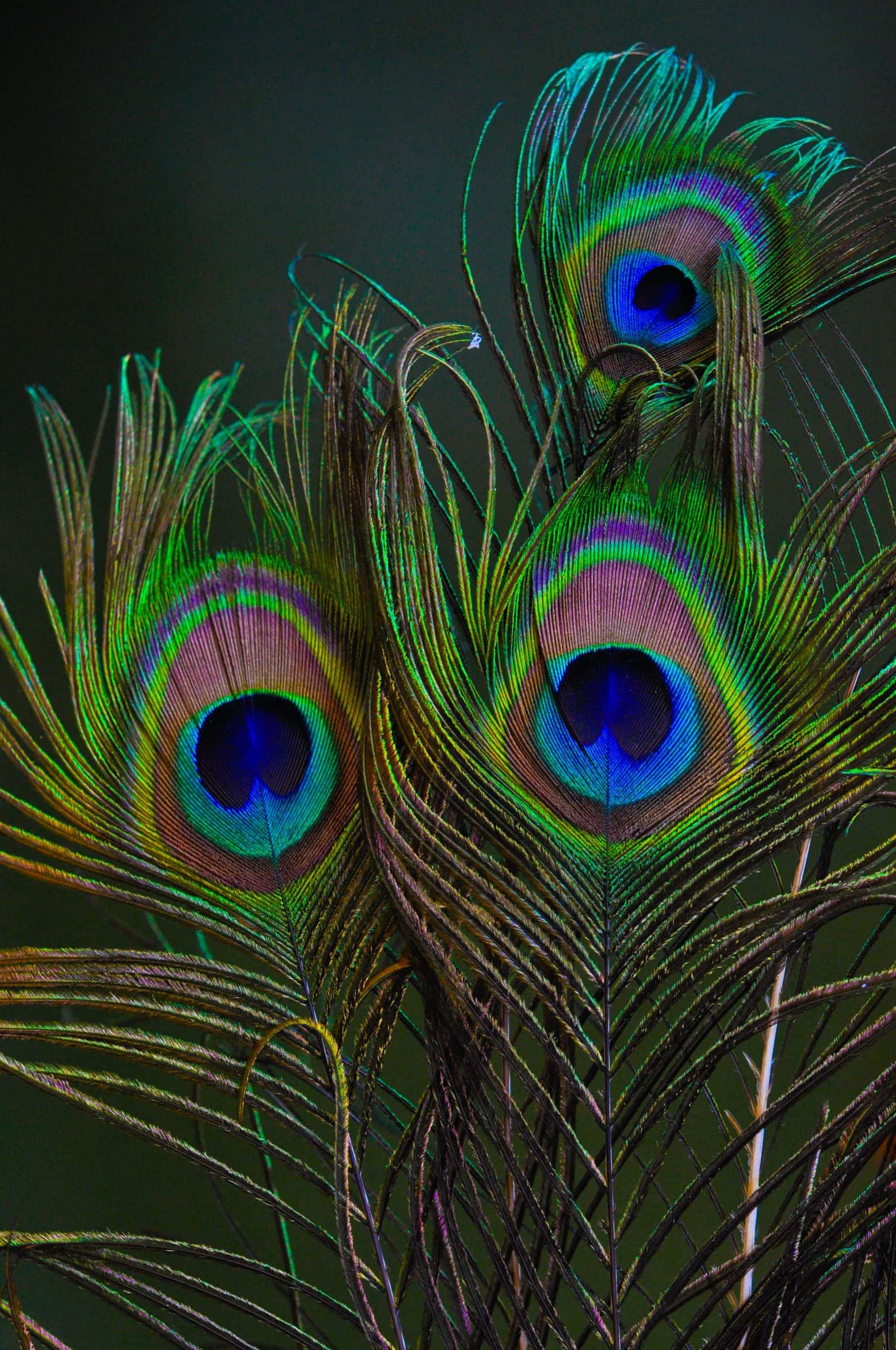 Peacock trick how to get rid of lizards with natural feather deterrents