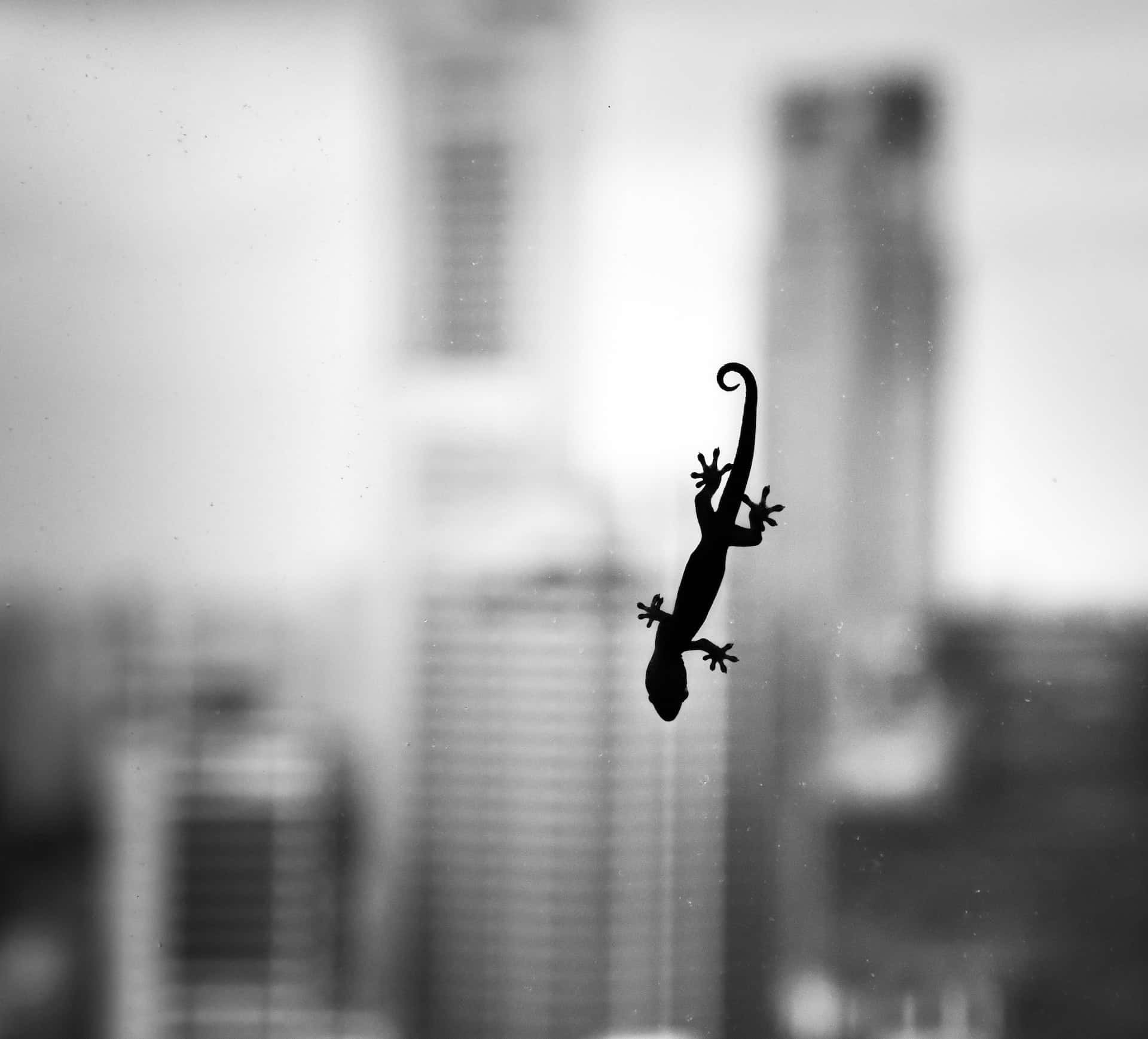 City window silhouette showing how to get rid of lizards using natural deterrents