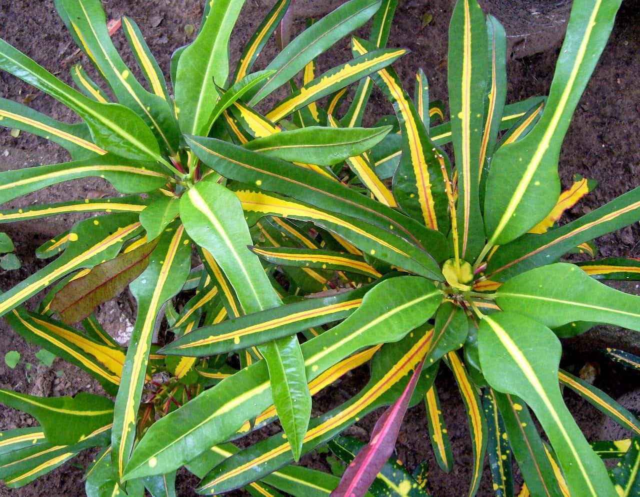 Lauren's Rainbow Croton