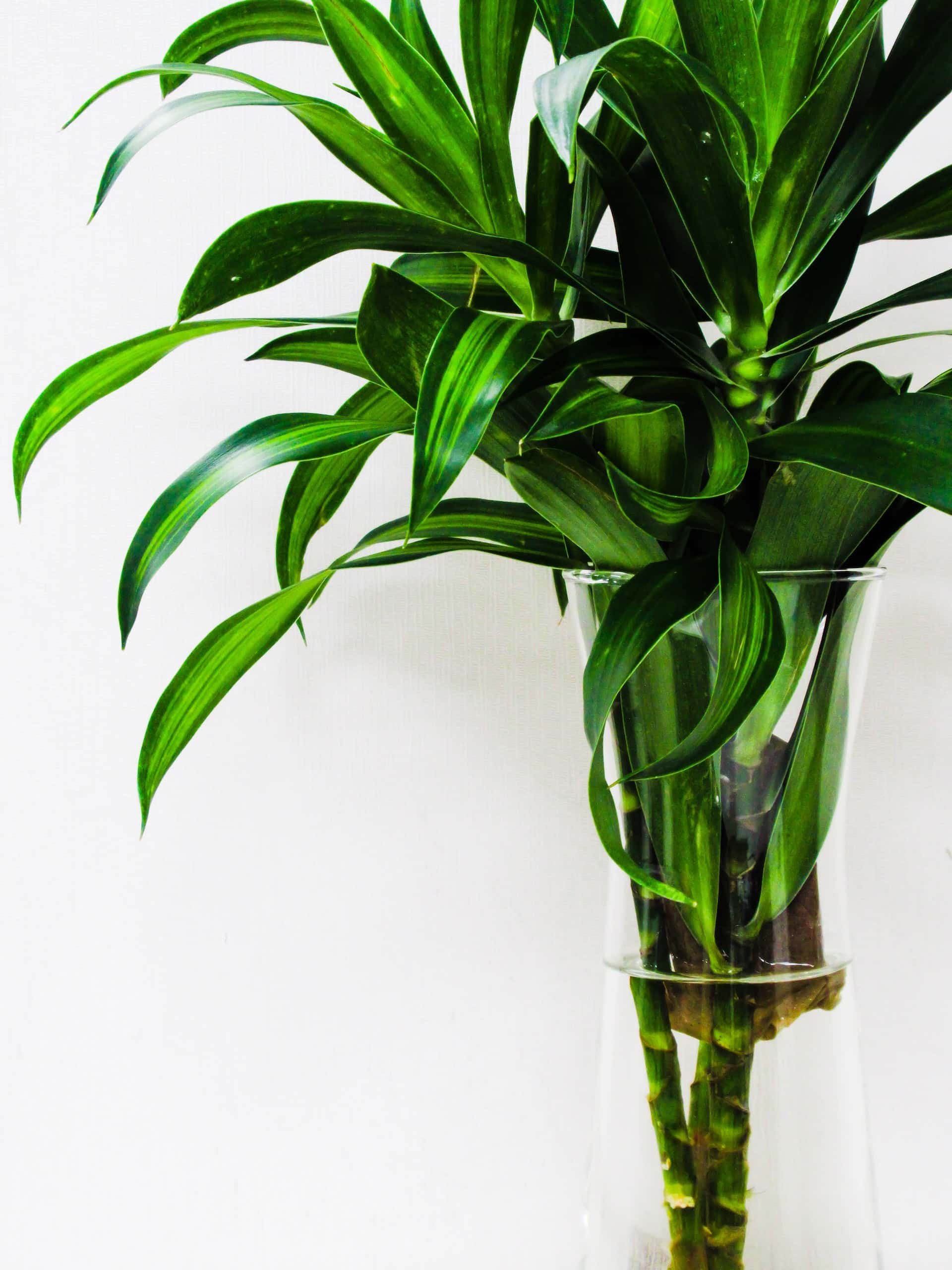 Lucky Bamboo Plant