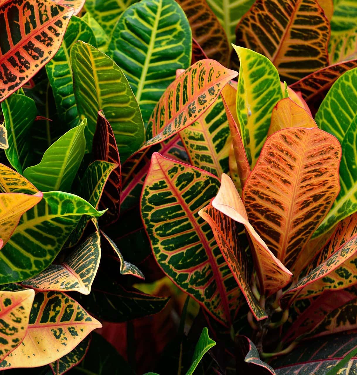 Magnificent Croton
