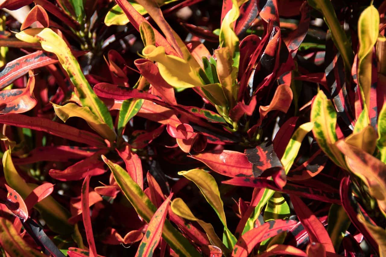 Mammy Croton