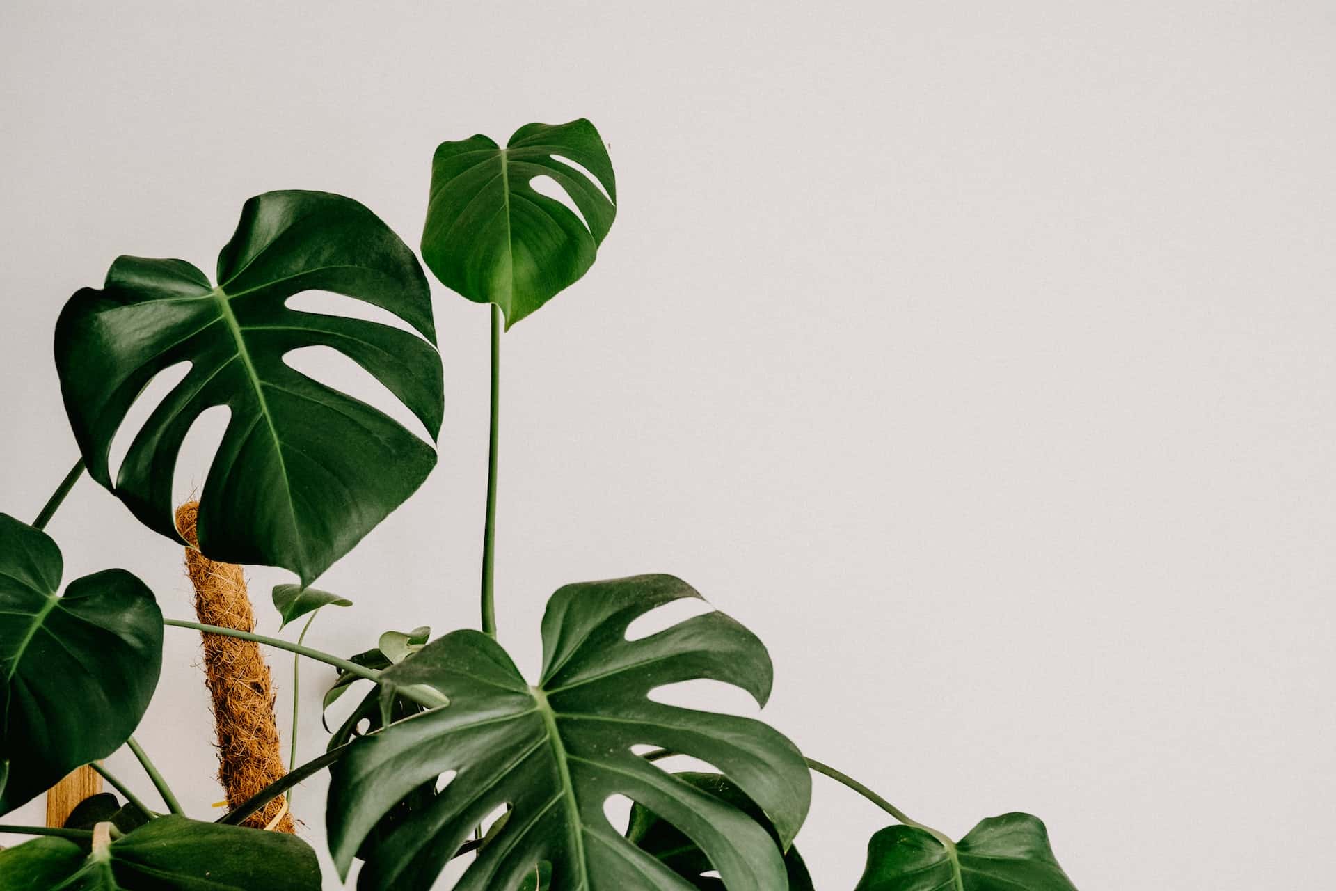 Monstera Deliciosa
