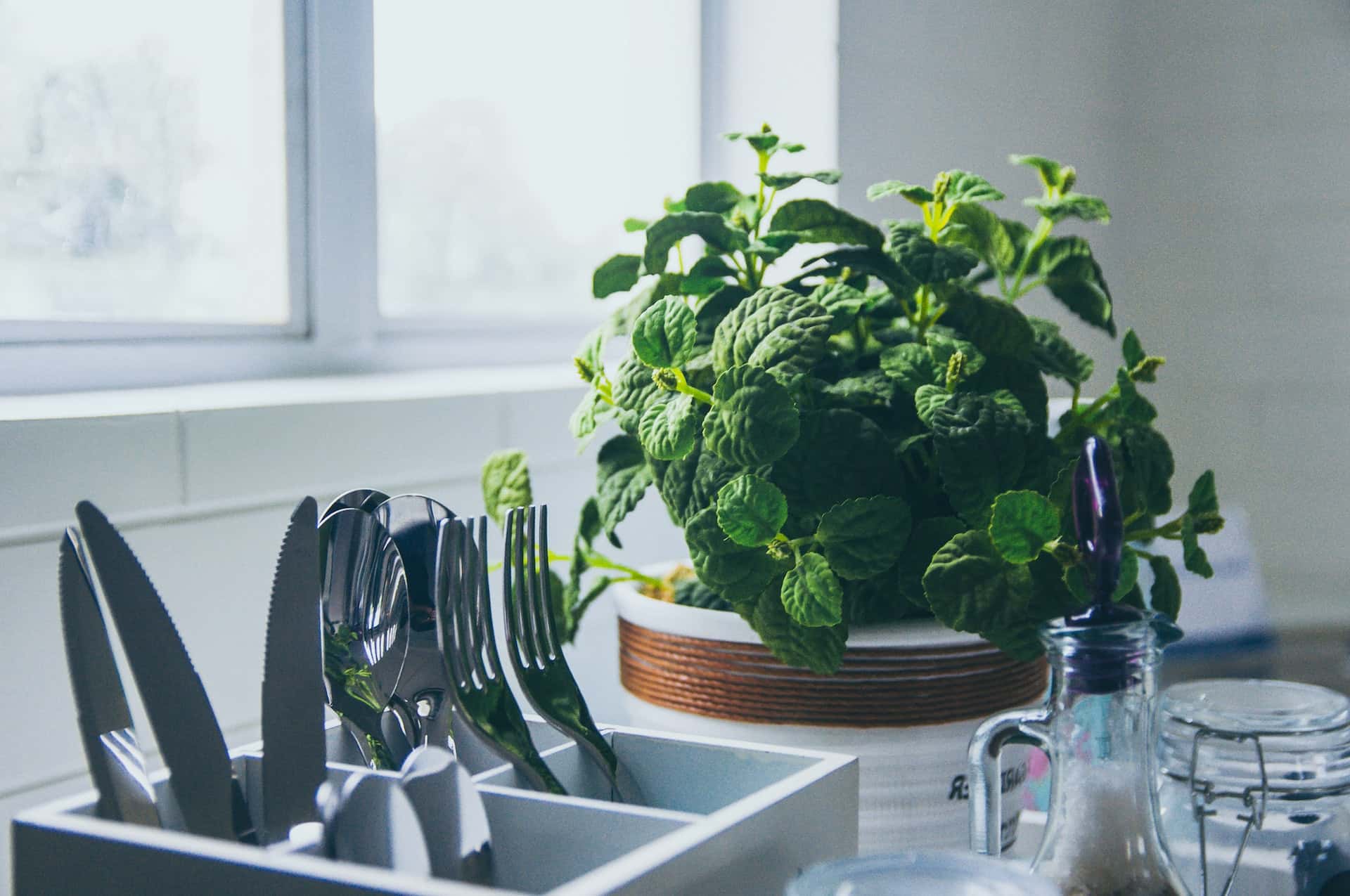 Mint plant how to get rid of lizards from kitchen using natural home remedies