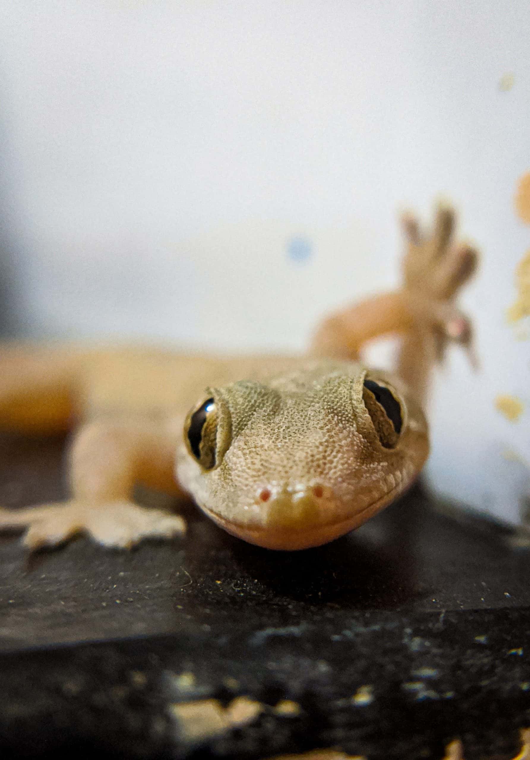 Close-up how to get rid of lizards naturally without using harmful chemicals