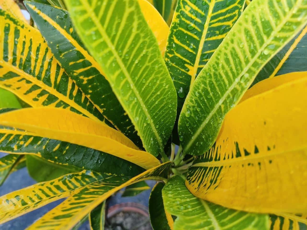 Yellow Icetone Croton