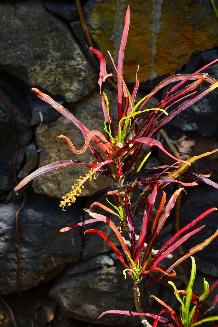 Zanzibar Croton
