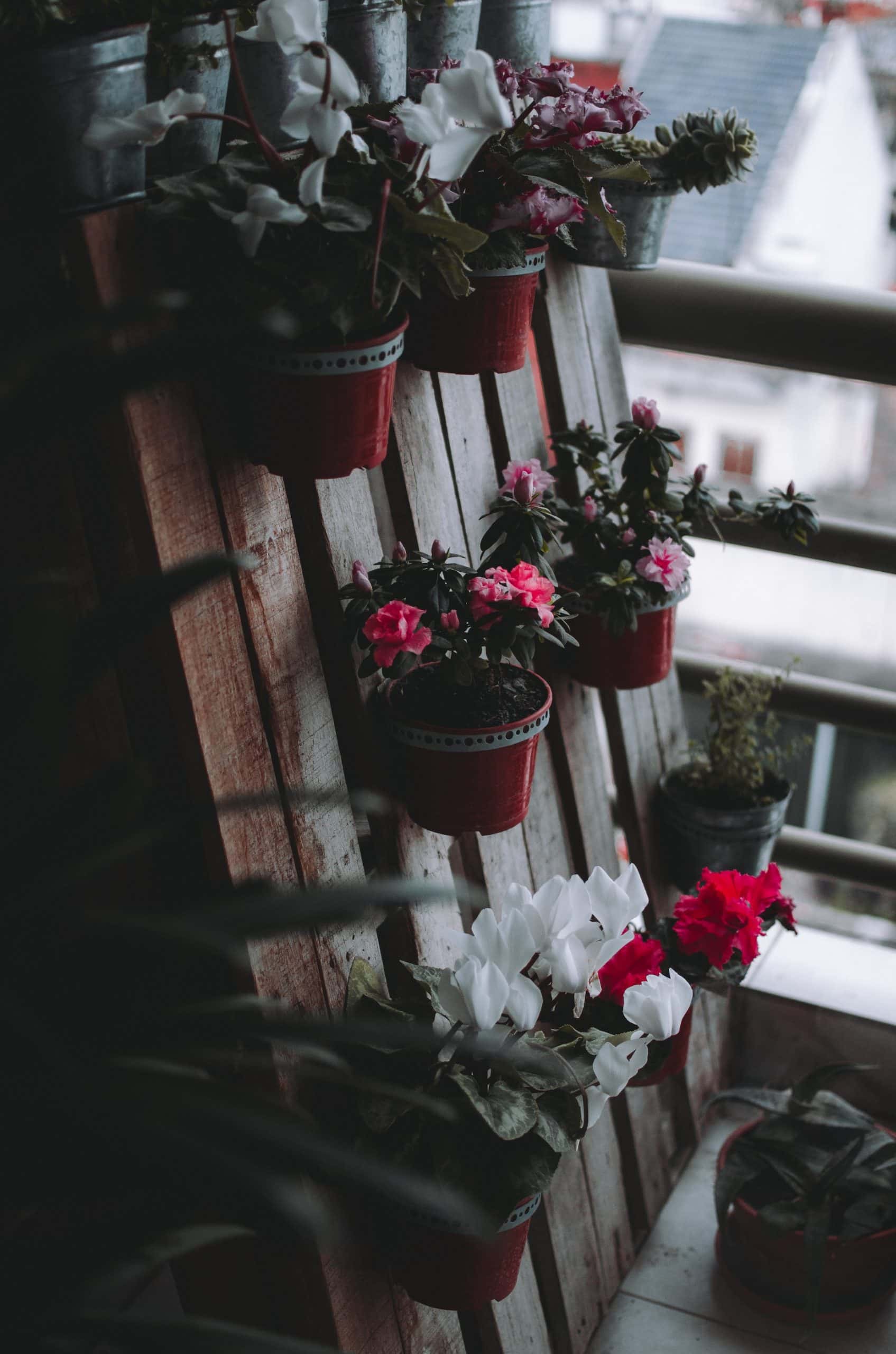 balcony plant garden