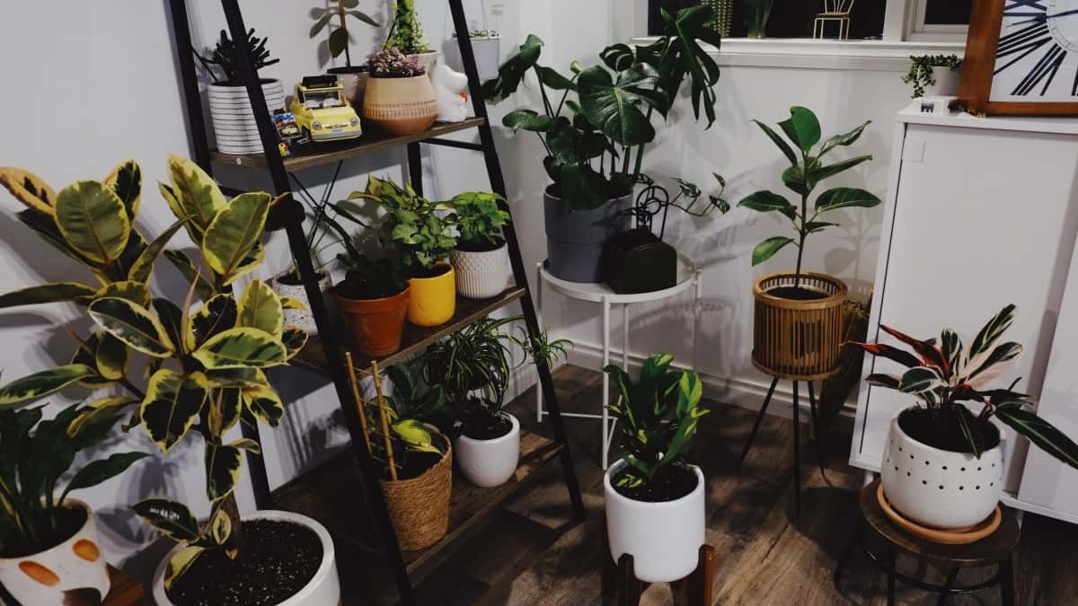 balcony plants galore