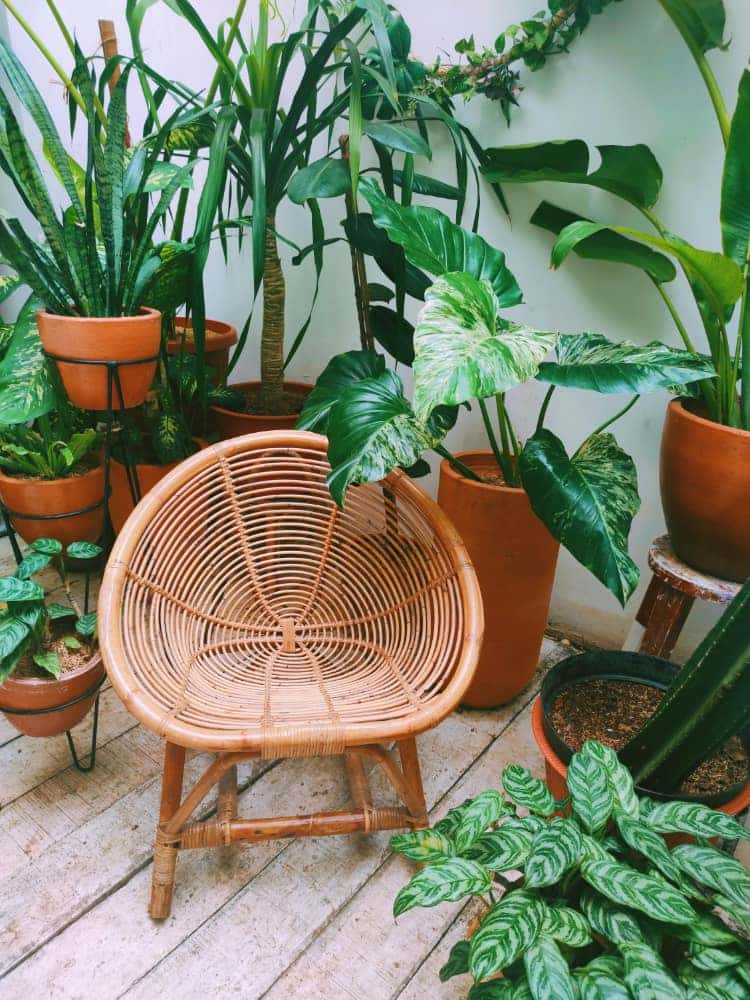 bohemian style balcony plant