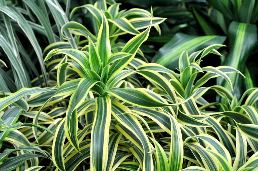 dracaena