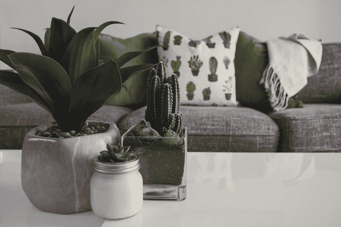 highest oxygen producing indoor plants