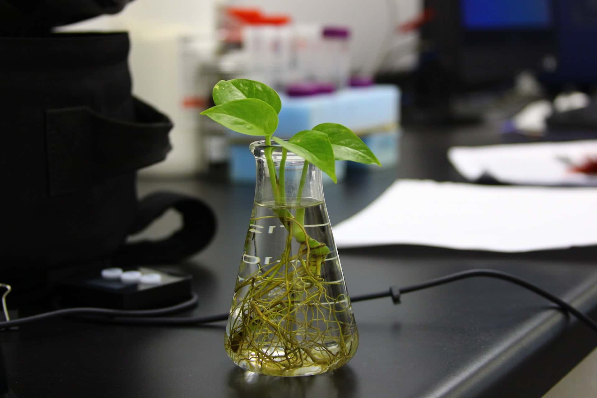 indoor plant that grows in water